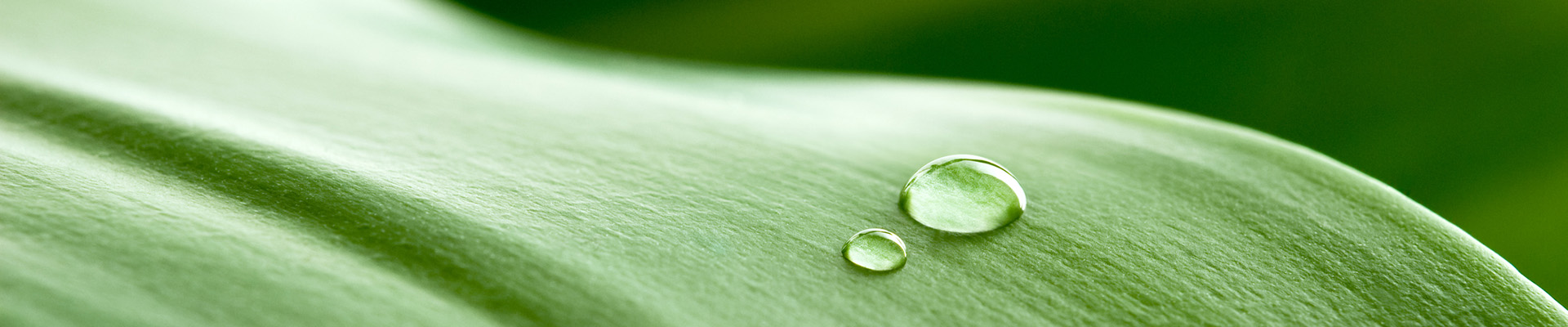 dettaglio goccia su foglia